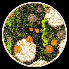 Image showing Lichen and fungi under microscope