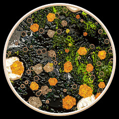 Image showing Lichen and fungi on petri dish