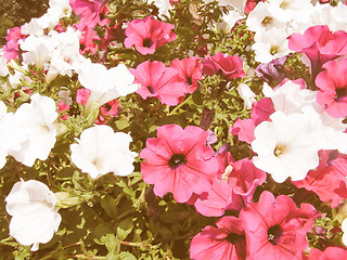 Image showing Retro looking Flower picture