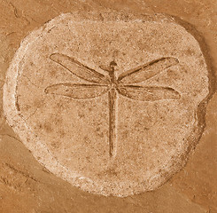 Image showing  Dragonfly Fossil vintage