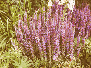 Image showing Retro looking Salvia flowers