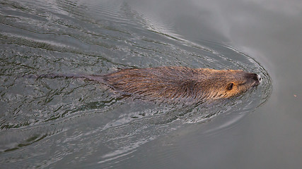 Image showing Myocastor coypus, single mammal