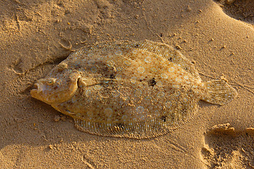 Image showing Flounder