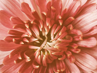 Image showing Retro looking Chrysanthemum picture