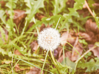 Image showing Retro looking Dandelion flower