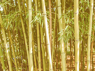 Image showing Retro looking Bamboo plants