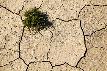 Image showing brown dry sand in sahara desert bush