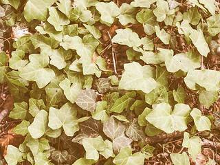 Image showing Retro looking Ivy leaves