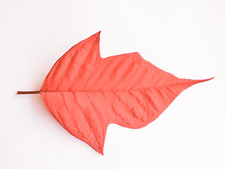 Image showing Retro looking Poinsettia Christmas star leaf