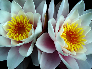 Image showing water lily twins