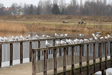 Image showing gulls