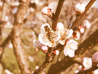 Image showing Retro looking Bee fetching nectar from flower