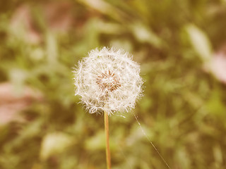 Image showing Retro looking Dandelion flower