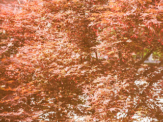 Image showing Retro looking Red maple tree