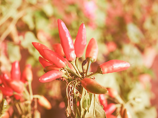 Image showing Retro looking Chili Pepper