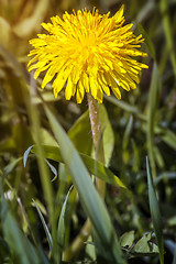 Image showing Blooming dandelions in the grass.