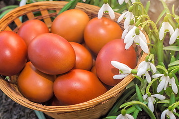 Image showing Easter eggs in a wicker basket and snowdrops.