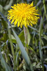 Image showing Blooming dandelions in the grass.