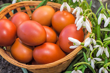 Image showing Easter eggs in a wicker basket and snowdrops.