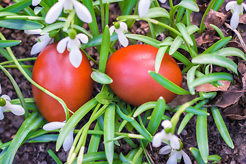 Image showing Two Easter eggs and snowdrops.