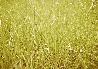 Image showing Retro looking Grass meadow