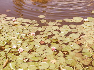 Image showing Retro looking Waterlily