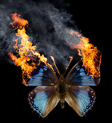 Image showing burning butterfly