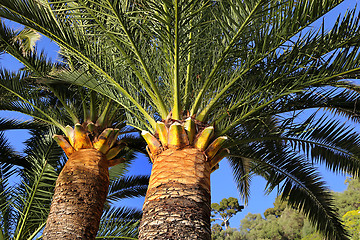 Image showing Big palm trees