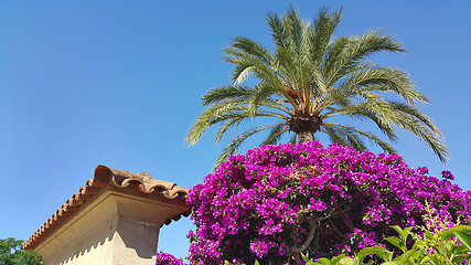 Image showing Bougainvillea bush, palm tree and traditional architecture