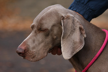 Image showing Weimaraner in public park