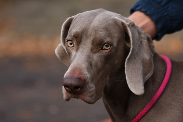 Image showing Weimaraner in public park