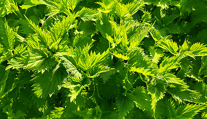 Image showing Green stinging nettle (urtica dioica)