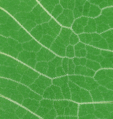Image showing Green Leaf Macro