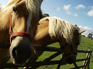 Image showing two horses