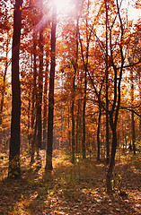 Image showing autumn forest