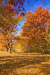 Image showing autumn park