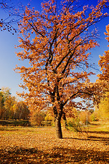 Image showing autumn park