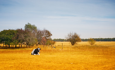 Image showing Lonely cow