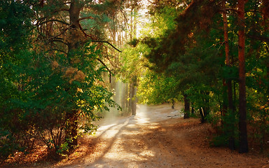 Image showing Magical Autumn Forest.