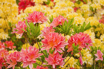 Image showing blooming azaleas