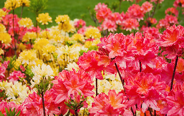 Image showing blooming azaleas