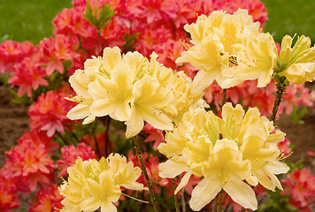 Image showing blooming azaleas