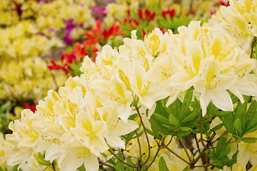 Image showing blooming azaleas