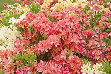 Image showing blooming azaleas