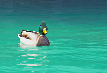 Image showing  swimming duck