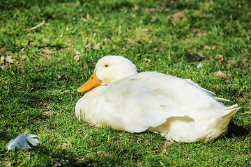 Image showing Goose on the Grass