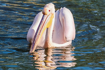 Image showing Pelican on the Water