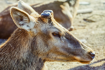 Image showing Portrait of Deer