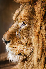 Image showing Portrait of Lion