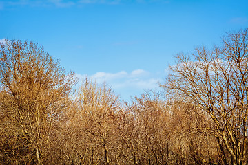 Image showing Bare Trees